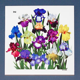 tile DS-155 Iris garden on white 6835.jpg